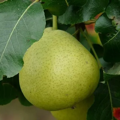 Груша САНРЕМО колонновидная  Груша САНРЕМО колонновидная в Краснодаре