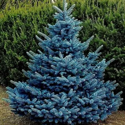 Ель МАДЖЕСТИК БЛЮ колючая в Краснодаре