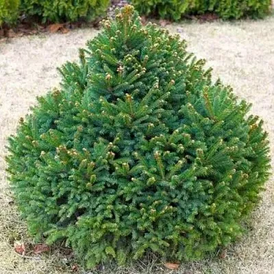 Ель БАРРИ обыкновенная  Ель БАРРИ обыкновенная в Краснодаре