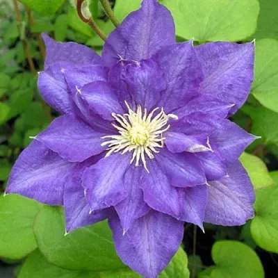 Клематис БЬЮТИ ОФ ВОЧЕСТЕР  Клематис БЬЮТИ ОФ ВОЧЕСТЕР в Краснодаре