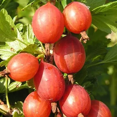 Крыжовник МАШЕКА в Краснодаре