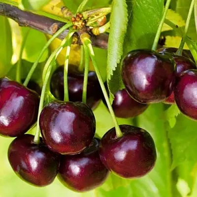 Черешня ИПУТЬ в Краснодаре