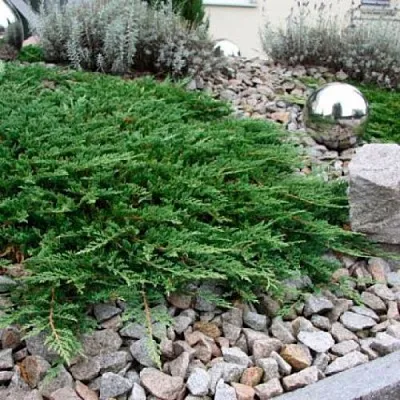 Можжевельник ПРИНЦ ОФ УЭЛЬС горизонтальный  Можжевельник ПРИНЦ ОФ УЭЛЬС горизонтальный в Краснодаре