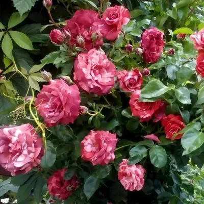 Саженцы роз БРАУНИ плетистая — описание сорта Саженцы роз БРАУНИ плетистая в Краснодаре