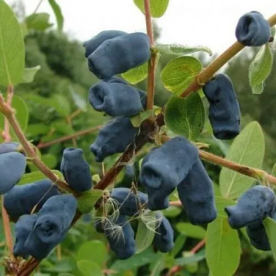 Жимолость съедобная ПУШКИНСКАЯ в Краснодаре