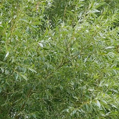 Ива ВИТЕЛЛИНА белая   Ива ВИТЕЛЛИНА белая  в Краснодаре