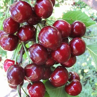 Черешня ОДРИНКА в Краснодаре