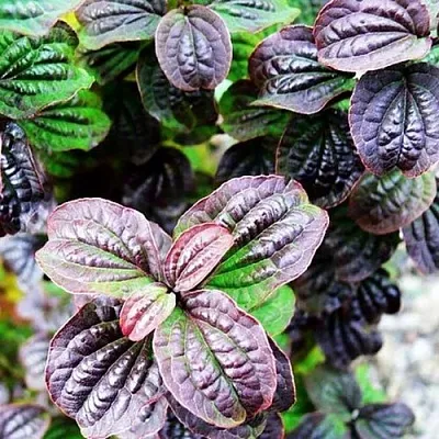 дерен КОМПРЕССА кроваво-красный в Краснодаре