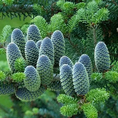 Пихта  Пихта в Краснодаре