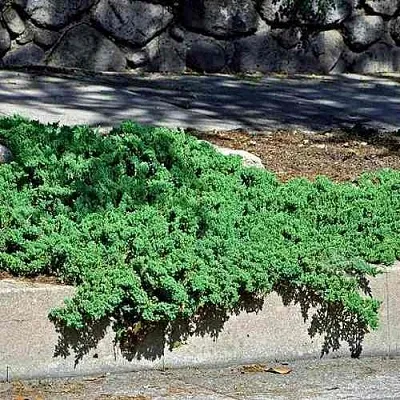 Можжевельник НАНА лежачий  Можжевельник НАНА лежачий в Краснодаре