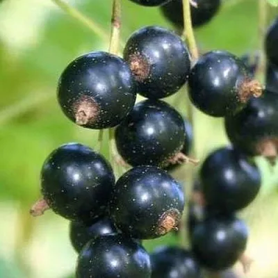 Смородина черная СТРЕЛЕЦ в Краснодаре