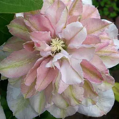 Клематис ИННОСЕНТ БЛАШ  Клематис ИННОСЕНТ БЛАШ в Краснодаре