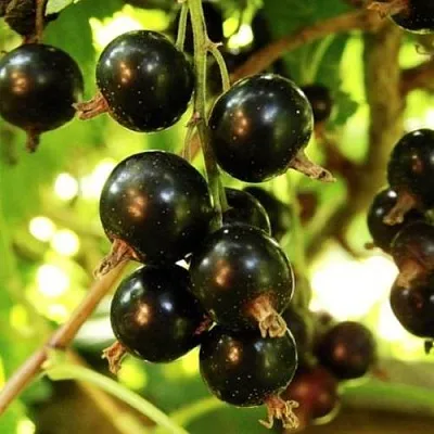 Смородина чёрная НАРА в Краснодаре