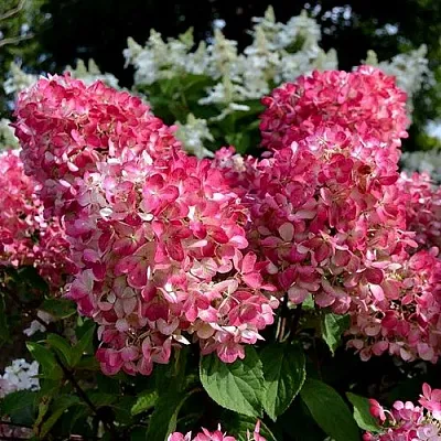 Гортензия ПИНК ДАЙМОНД метельчатая  Гортензия ПИНК ДАЙМОНД метельчатая в Краснодаре