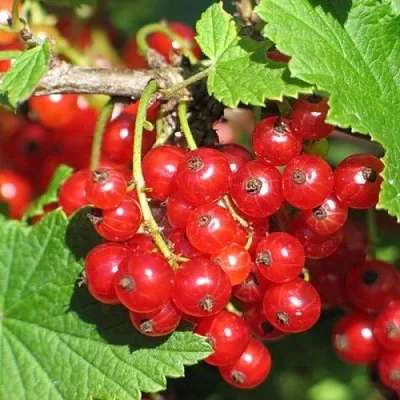 Смородина красная РАЧКОВСКАЯ  Смородина красная РАЧКОВСКАЯ в Краснодаре