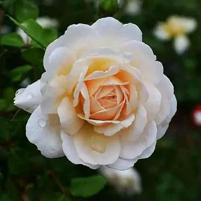 Саженцы роз КРОКУС РОУЗ английская  Саженцы роз КРОКУС РОУЗ английская в Краснодаре