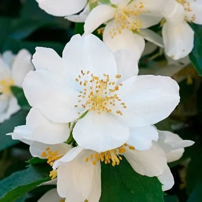 Жасмин ЮСТИНКА  Жасмин ЮСТИНКА в Краснодаре