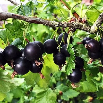 Йошта КРЫМСКАЯ  Йошта КРЫМСКАЯ в Краснодаре