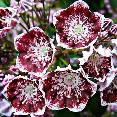 Кальмия БЛЕК ЛЕЙБЛ   Кальмия БЛЕК ЛЕЙБЛ  в Краснодаре