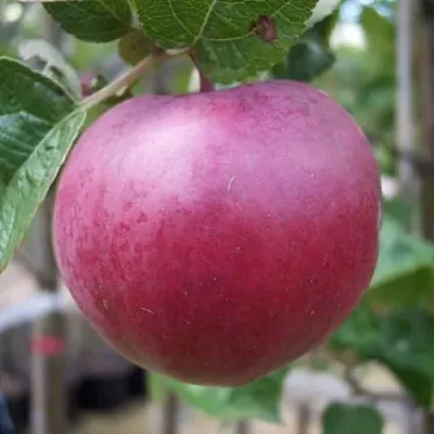 Яблоня НОРИС в Краснодаре