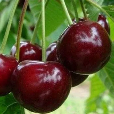 Вишня МИЛАВИЦА  Вишня МИЛАВИЦА в Краснодаре