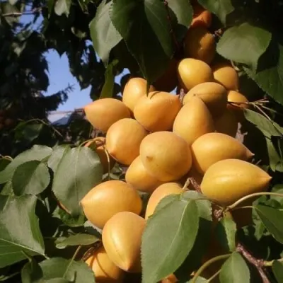 Абрикос МАНИТОБА — описание сорта Абрикос МАНИТОБА в Краснодаре