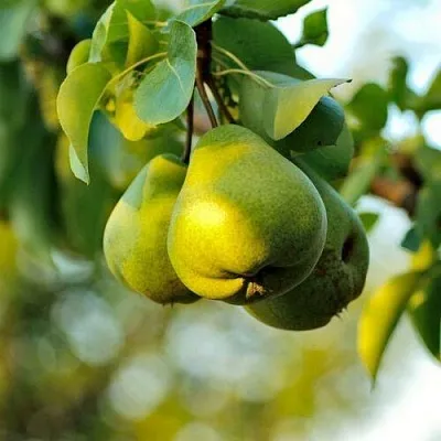 Груша СТОЛИЧНАЯ колонновидная  Груша СТОЛИЧНАЯ колонновидная в Краснодаре