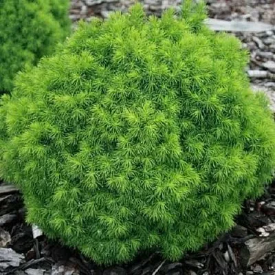 Ель АЛЬБЕРТА ГЛОБ сизая  Ель АЛЬБЕРТА ГЛОБ сизая в Краснодаре