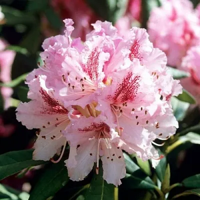 Рододендрон ЧИР  Рододендрон ЧИР в Краснодаре