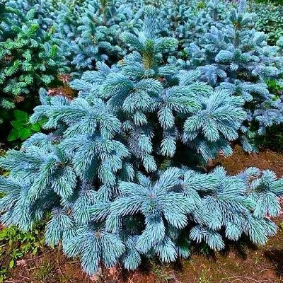 Ель СУПЕР БЛЮ СИДЛИНГ колючая в Краснодаре
