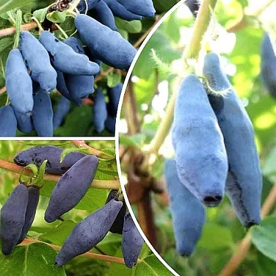 Комплект СЛАДКИЕ ХИТЫ в Краснодаре