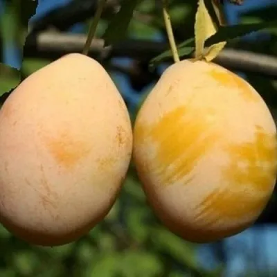 Слива ВАШИНГТОН в Краснодаре