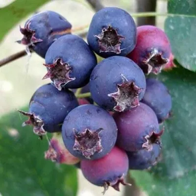 Ирга SLEYT — описание сорта Ирга SLEYT в Краснодаре