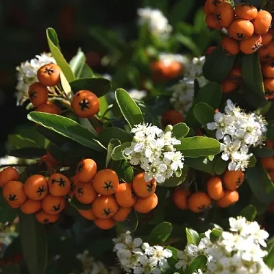 Пираканта в Краснодаре