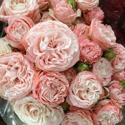 Саженцы роз МАДАМ БОМБАСТИК спрей  Саженцы роз МАДАМ БОМБАСТИК спрей в Краснодаре