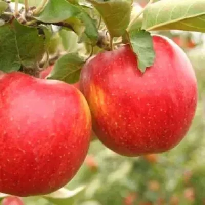 Яблоня ДЖОНАГОЛД  Яблоня ДЖОНАГОЛД в Краснодаре