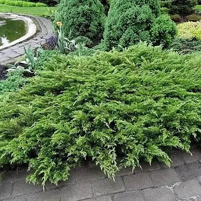 Можжевельник РОКЕРИ ДЖЕМ казацкий  Можжевельник РОКЕРИ ДЖЕМ казацкий в Краснодаре