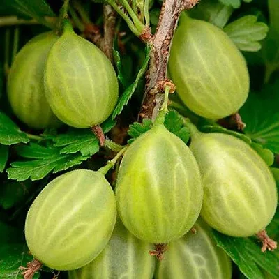 Крыжовник УРАЛЬСКИЙ ИЗУМРУД в Краснодаре