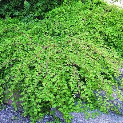 Стефанандра в Краснодаре