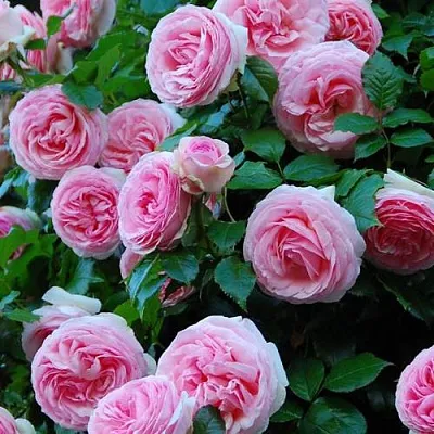 Саженцы роз ПЬЕР ДЕ РОНСАР плетистая  Саженцы роз ПЬЕР ДЕ РОНСАР плетистая в Краснодаре