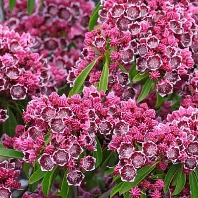 Кальмия в Краснодаре