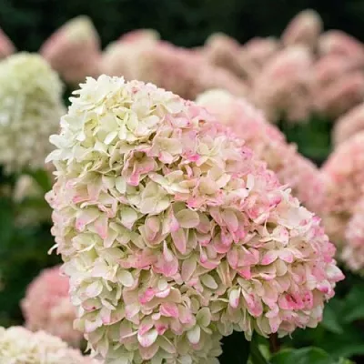 Гортензия САММЕР ЛАВ метельчатая  Гортензия САММЕР ЛАВ метельчатая в Краснодаре