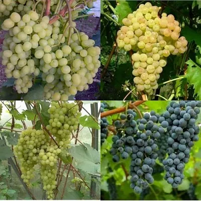 Комплект ВИНОГРАДНАЯ РАДУГА в Краснодаре