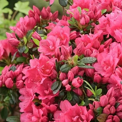 Азалия в Краснодаре