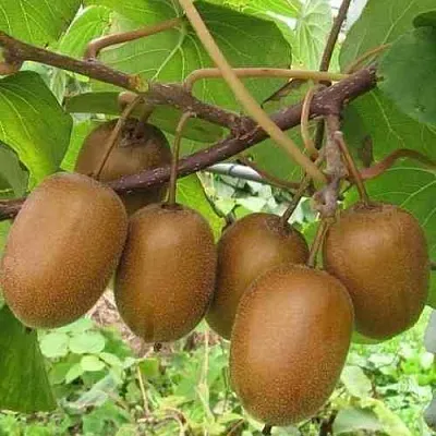 Актинидия ХЕЙВАРД деликатесная  в Краснодаре