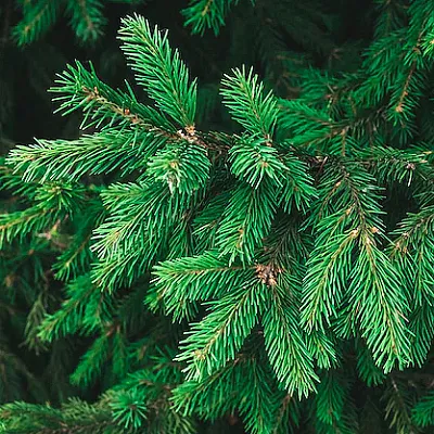 Ель  Ель в Краснодаре