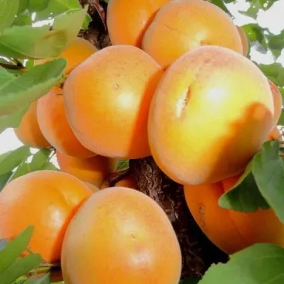 Абрикос ДЕСЕРТНЫЙ — описание сорта Абрикос ДЕСЕРТНЫЙ в Краснодаре