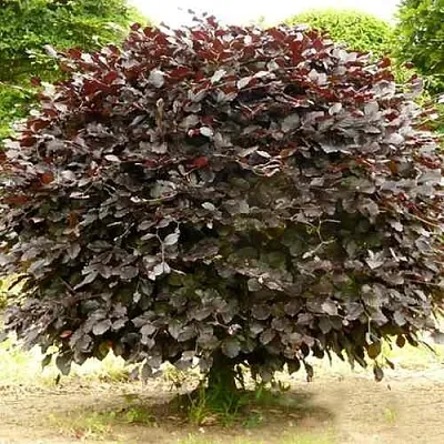 Бук лесной АТРОПУНИЦЕА  Бук лесной АТРОПУНИЦЕА в Краснодаре