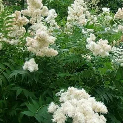 Рябинник рябинолистный  Рябинник рябинолистный в Краснодаре