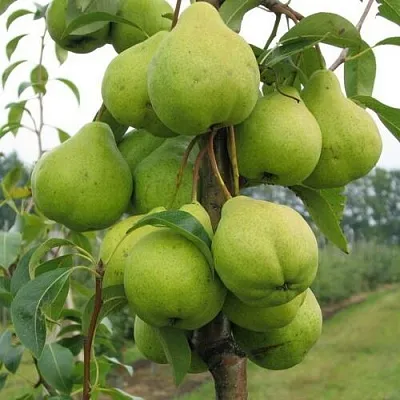 Груша ДЕКОР колонновидная  Груша ДЕКОР колонновидная в Краснодаре